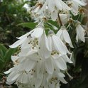 Deutzia gracilis fleur P26